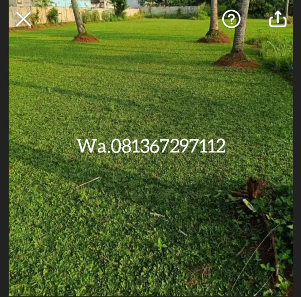 Jual rumput hias gajah mini