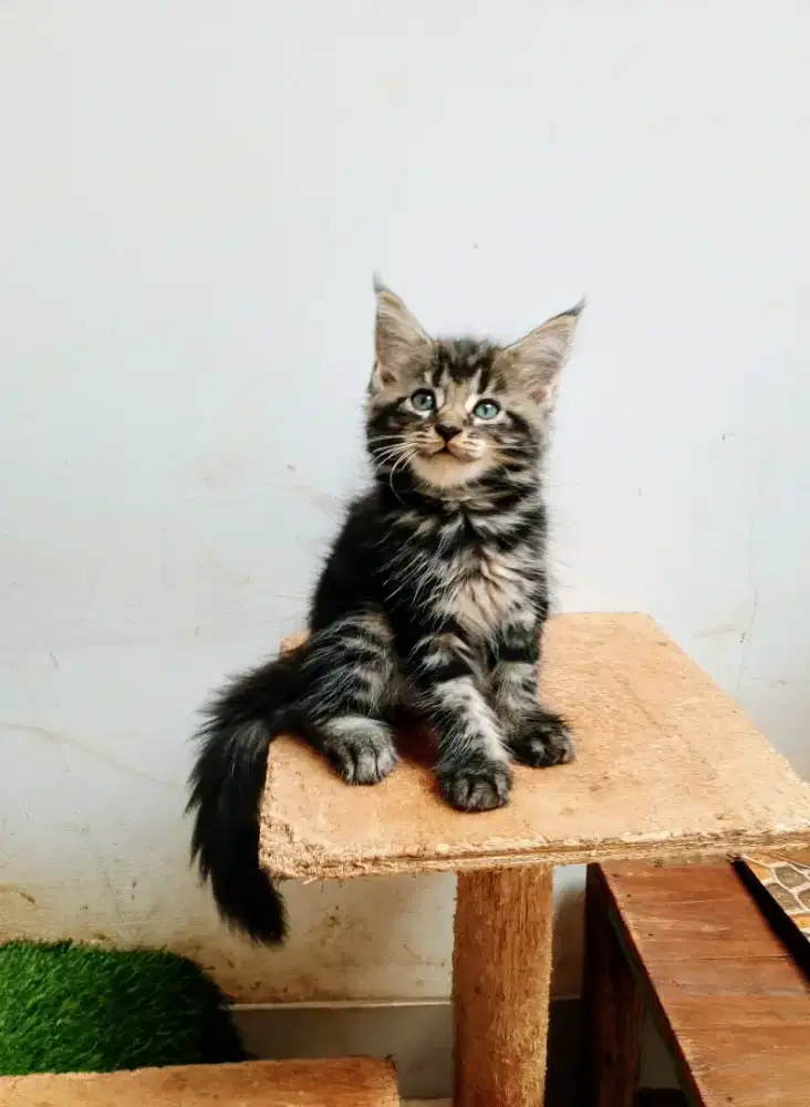 Kitten mainecoon betina pure no. Induk ped Cfa Maine Coon