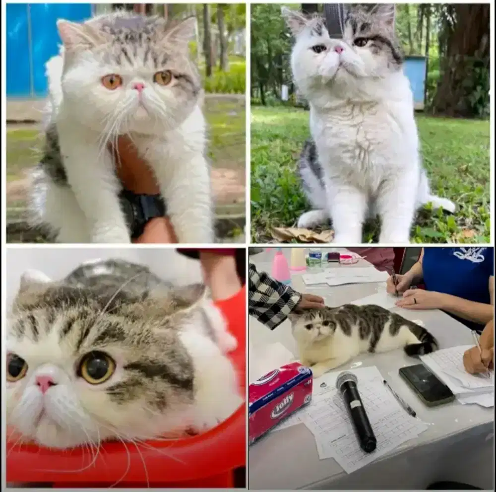 Jasa pacak kucing peaknose exotic shorthair