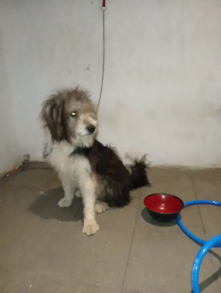 Jual anjing x indukan hasky