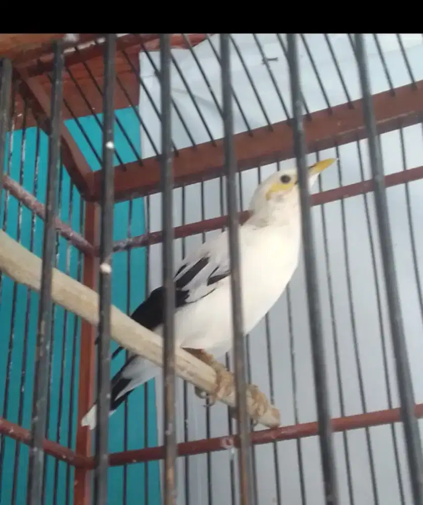 JALAK ALIS KUNING GACOR BRSIK 1 JUTA FULSET NO KRODONG