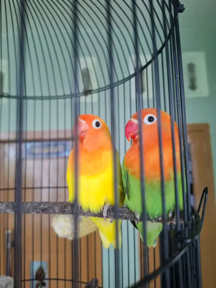 Burung cinta msh beby