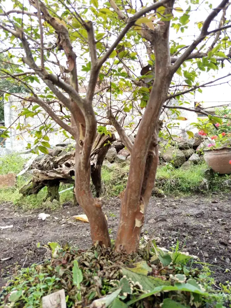 Bonsai kupalandak