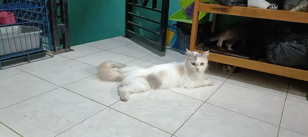 Permed betina.. Cikarang Selatan