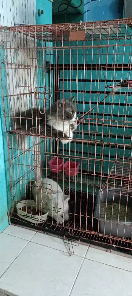 Kandang kucing 3 tingkat.