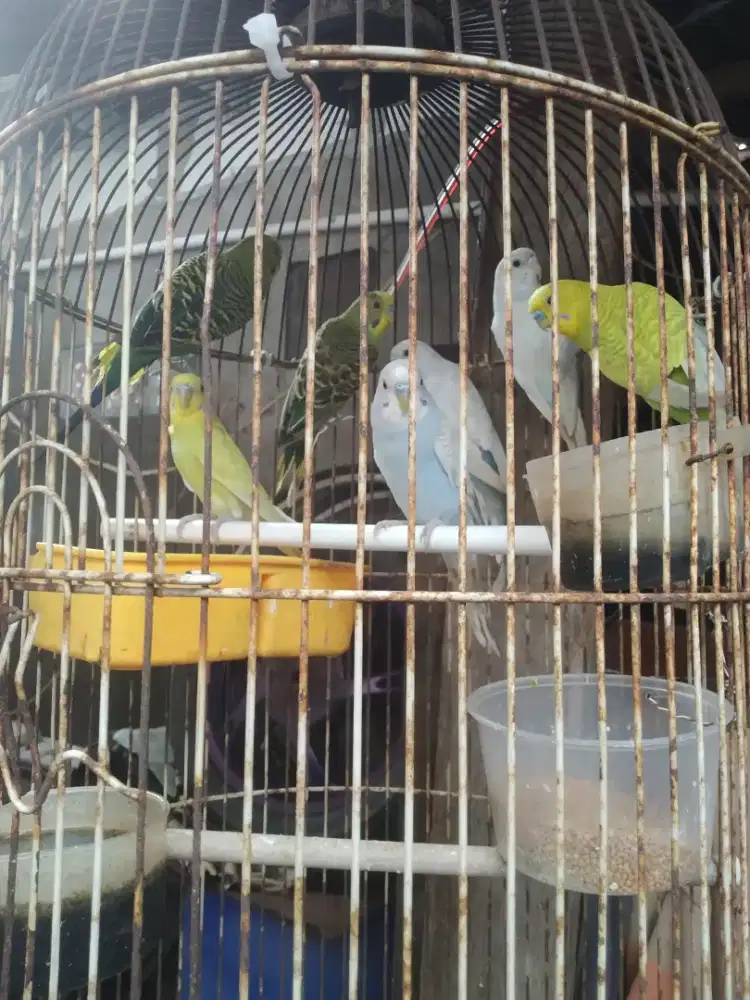 Burung parkit remaja