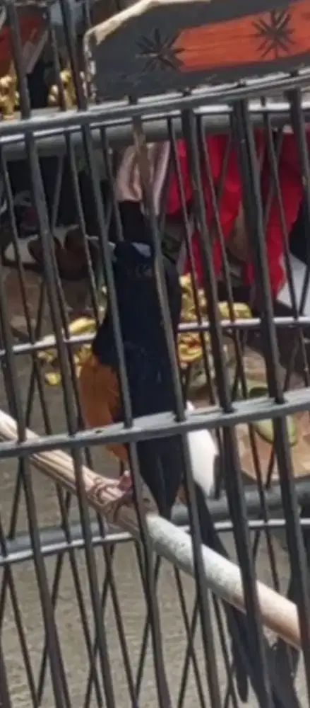 Muray Ring APBN ekor 20 cm Gacorrrr Top