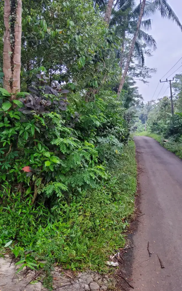 Dilepas tanah bagus pinggir jalan cocok usaha atau pertanian murah
