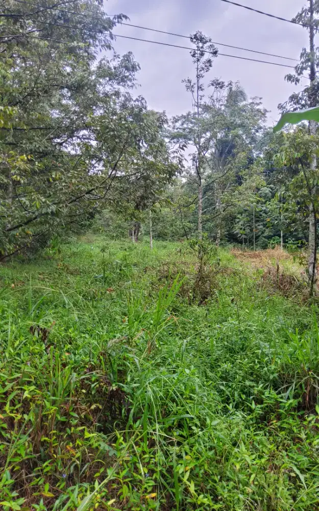 Tanah kebon bagus strategis pinggir jalan dilepas cepat