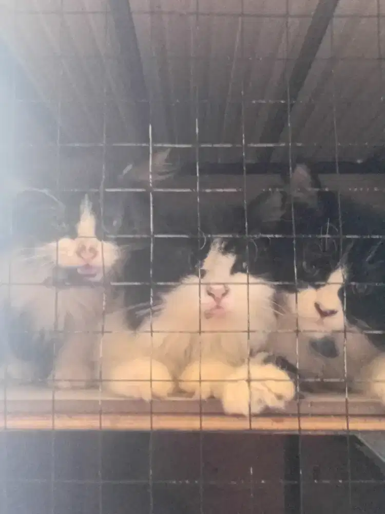 3 Kucing Persia 4 Bulan, BSH Mix