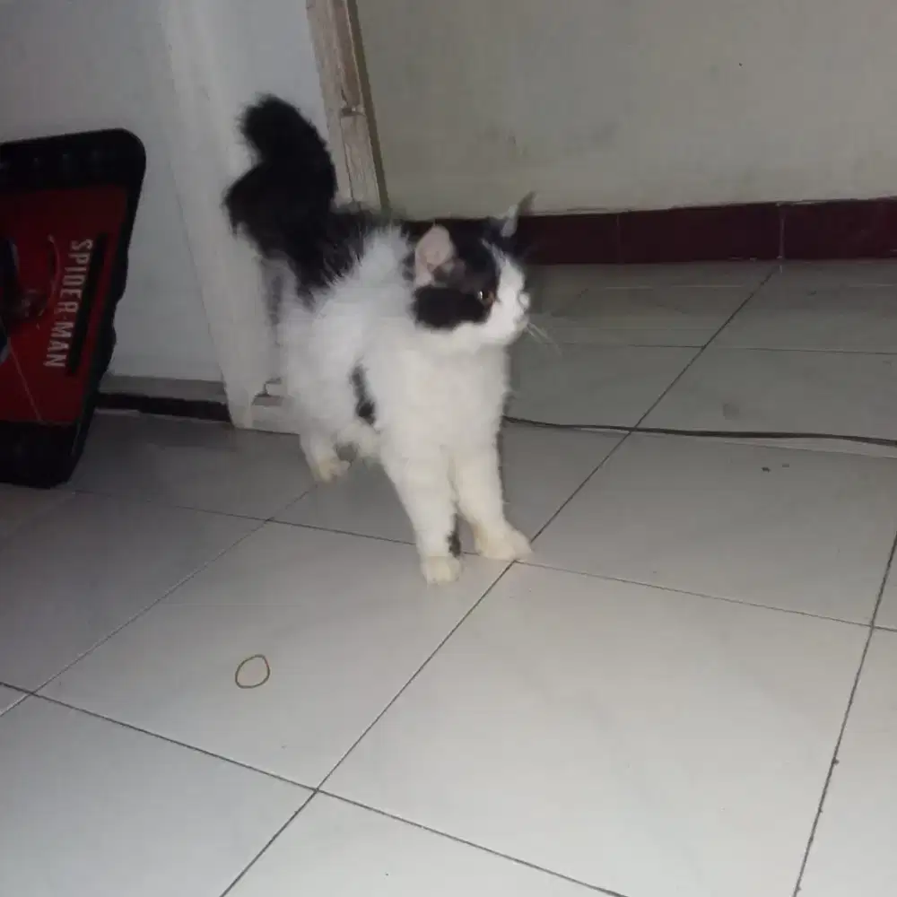 Kucing sepasang