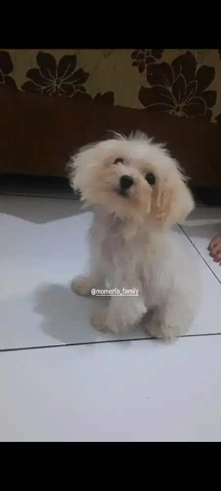 Poochon betina lucu
