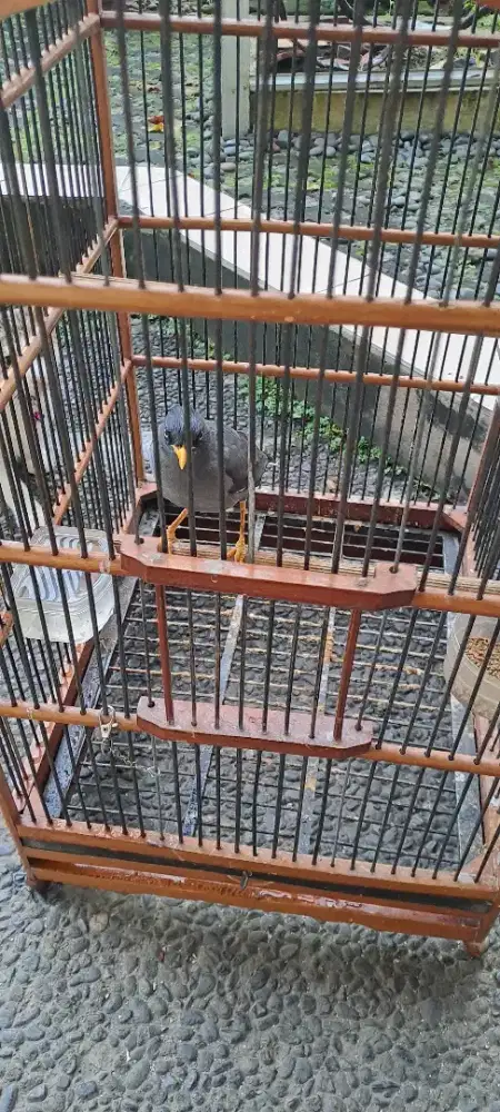 Jual Burung Jalak Kebo Gacor