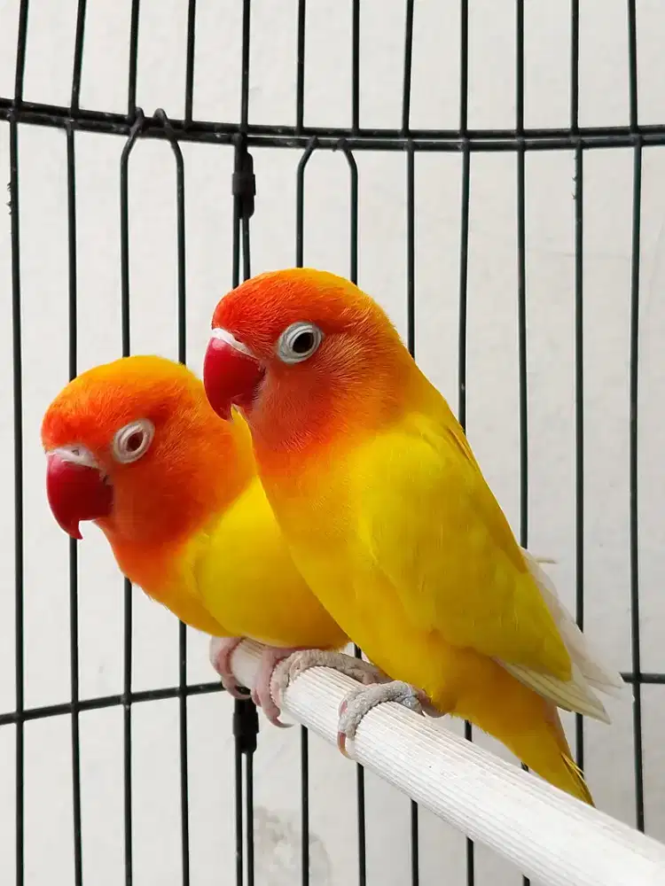 Burung lovebird sepasang jodohan mewah
