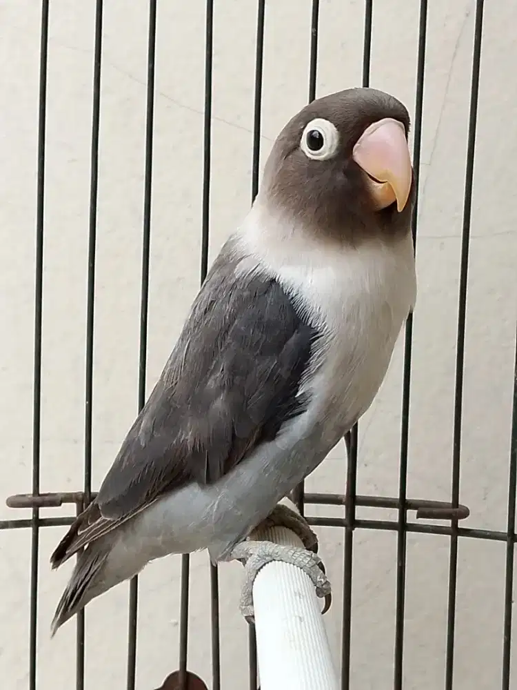 Burung lovebird betina cantik betmen perso