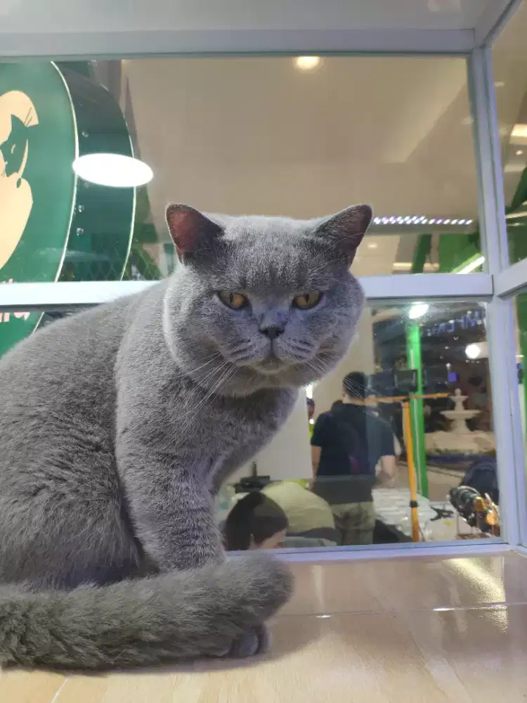 Jasa Pacak British Shorthair