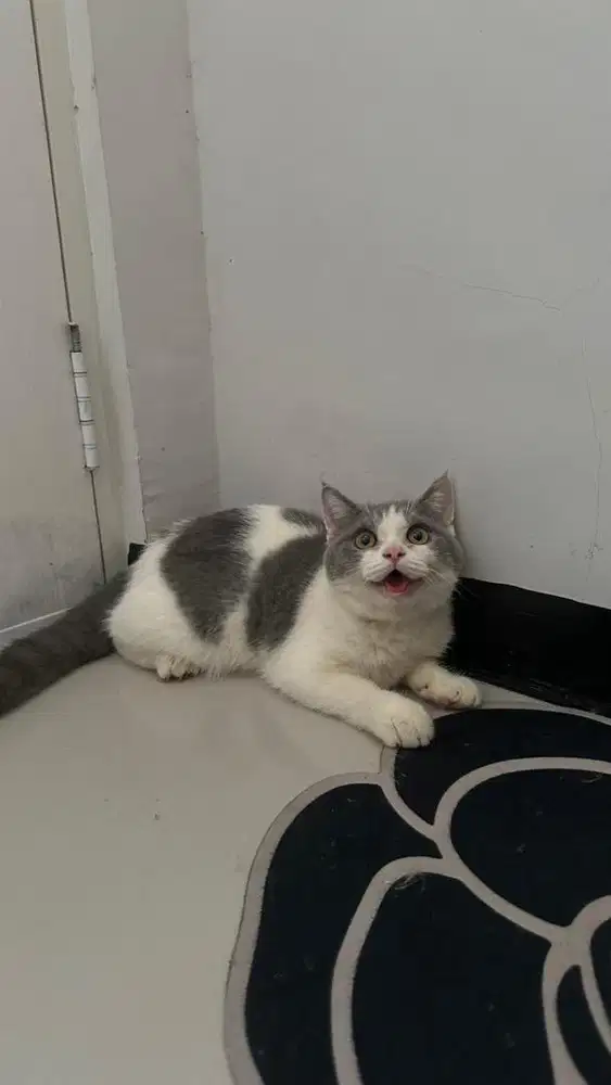 kucing british shorthair be colour