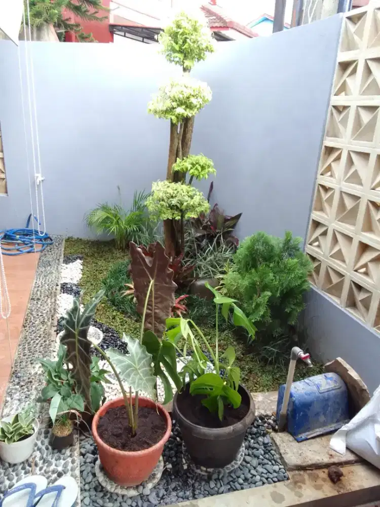 Tukang taman minimalis harga murah