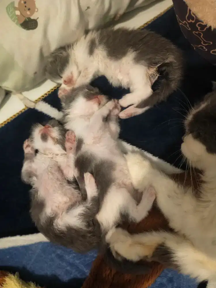 Lepas adopsi Anakan scottishfold