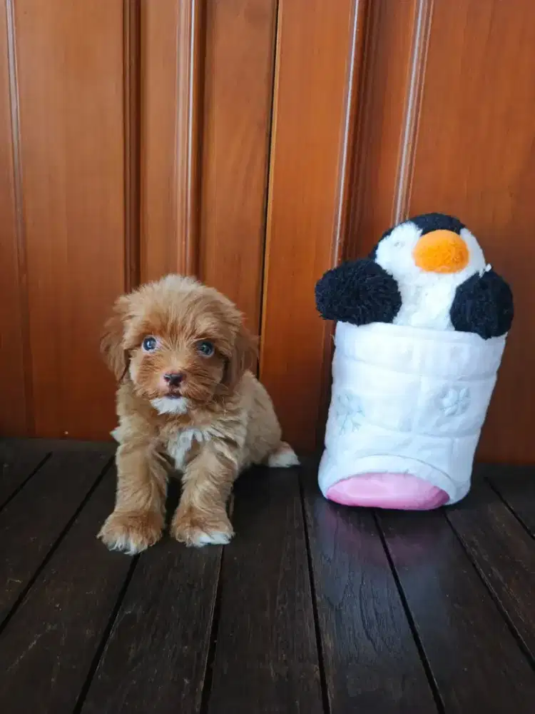 Anakan Maltepoo Jantan imut
