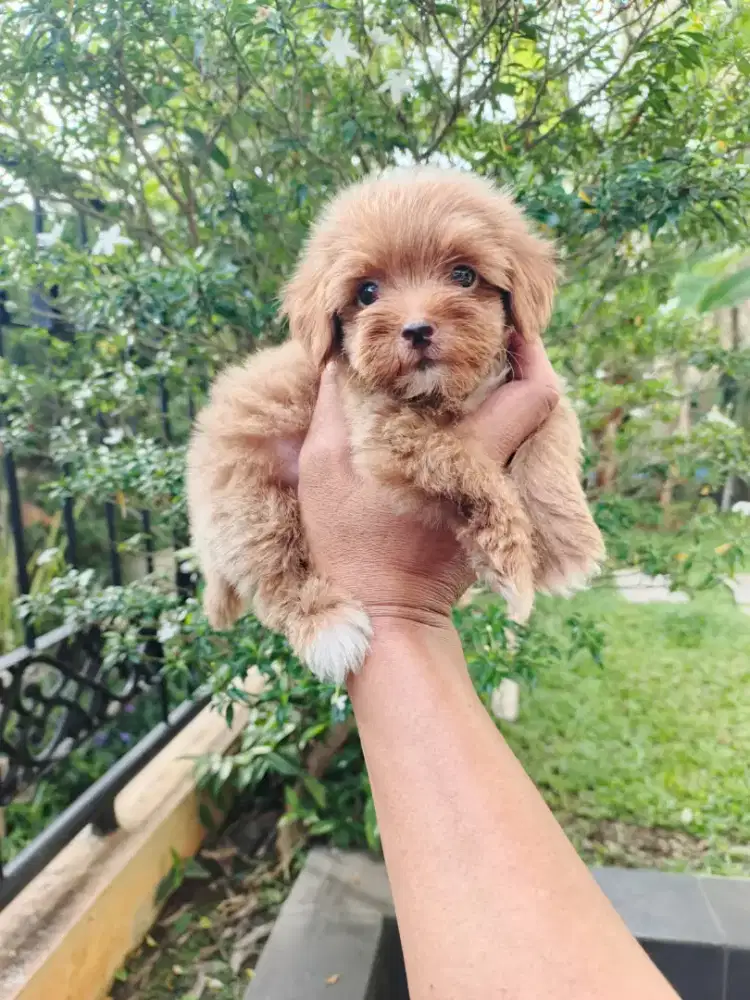 Puppy Maltepoo Jantan