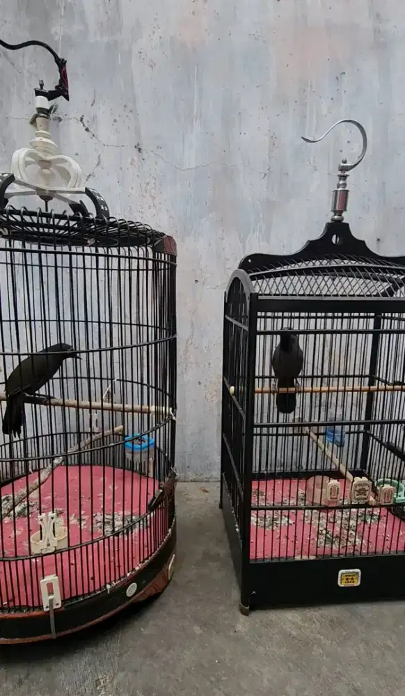 Pokday hongkong pipi hitam sepasang