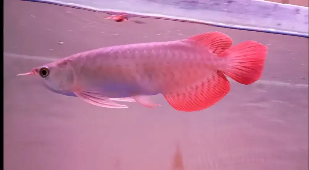 Arwana super red 25 cm