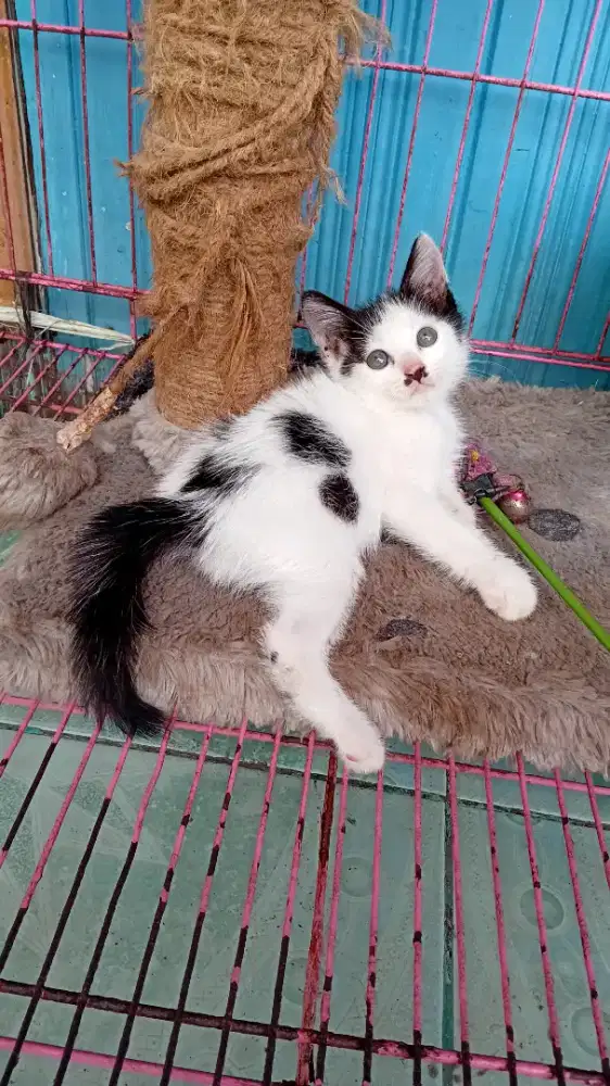 Kucing jantan 3 bulan