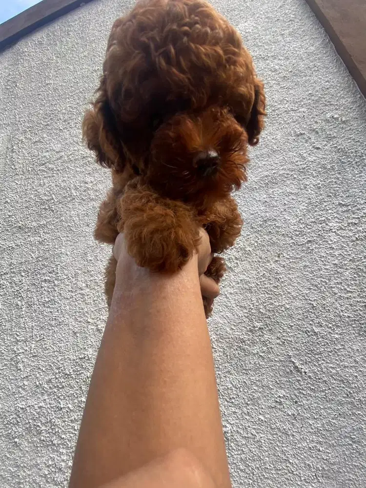 Poodle red jantan umur 2 bln, non stb