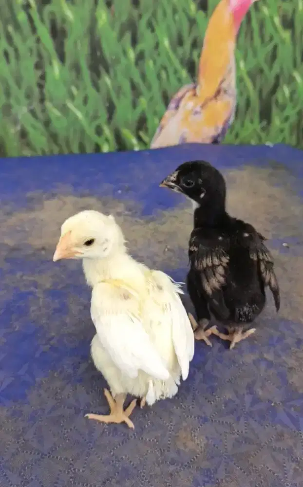 Ayam aseel parrot ori