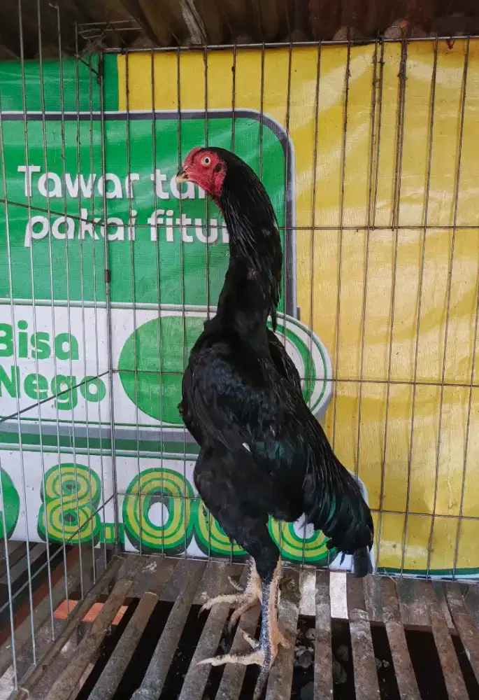 Ayam Shamo Eropa Ori