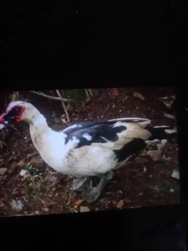 Yg butuh kuyuk dan ayam kampung ternak sendiri (NEGO)