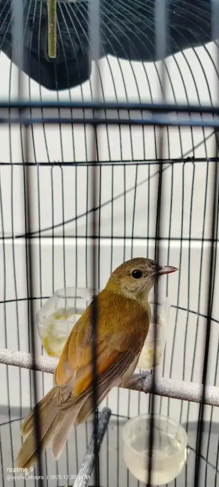 Kancilan bakau,siklon ke.