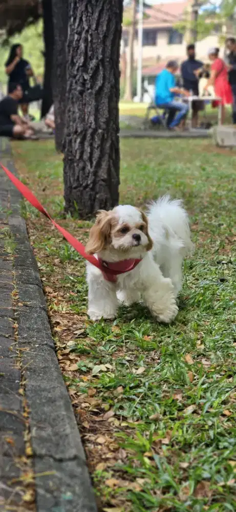 Anjing shihtzu Betina