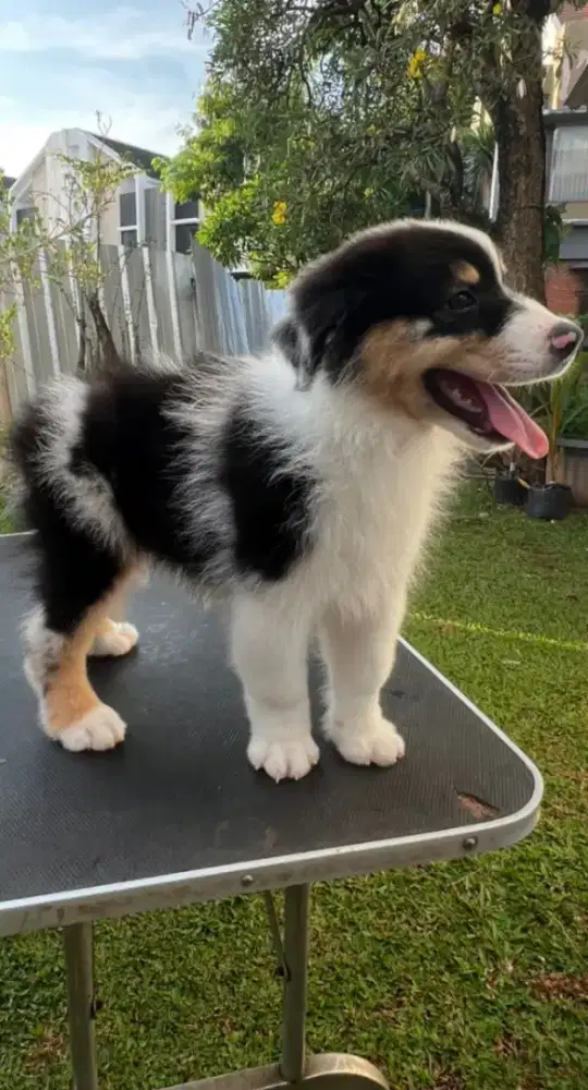 Australian Shepherd