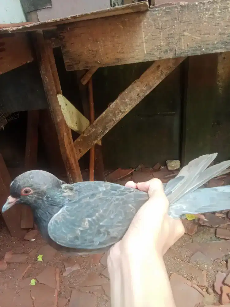 Di jual burung dara cewean