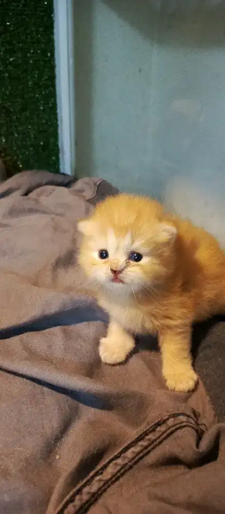 scotis fold yg mau serius jh (betina)