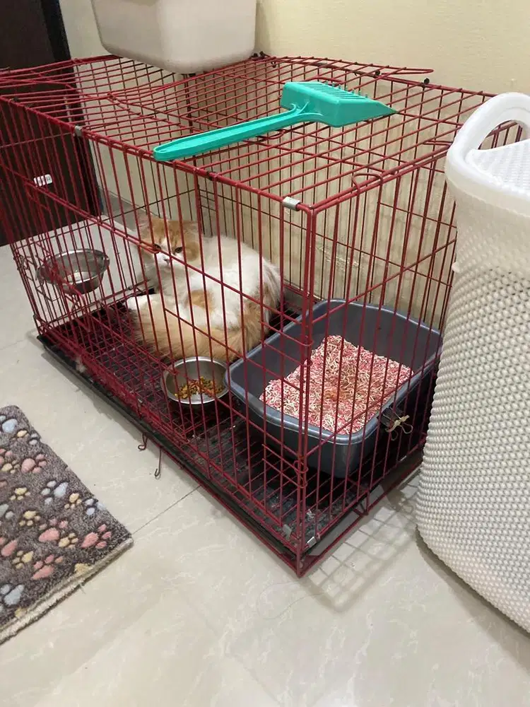 Kandang Kucing/Anjing Murah