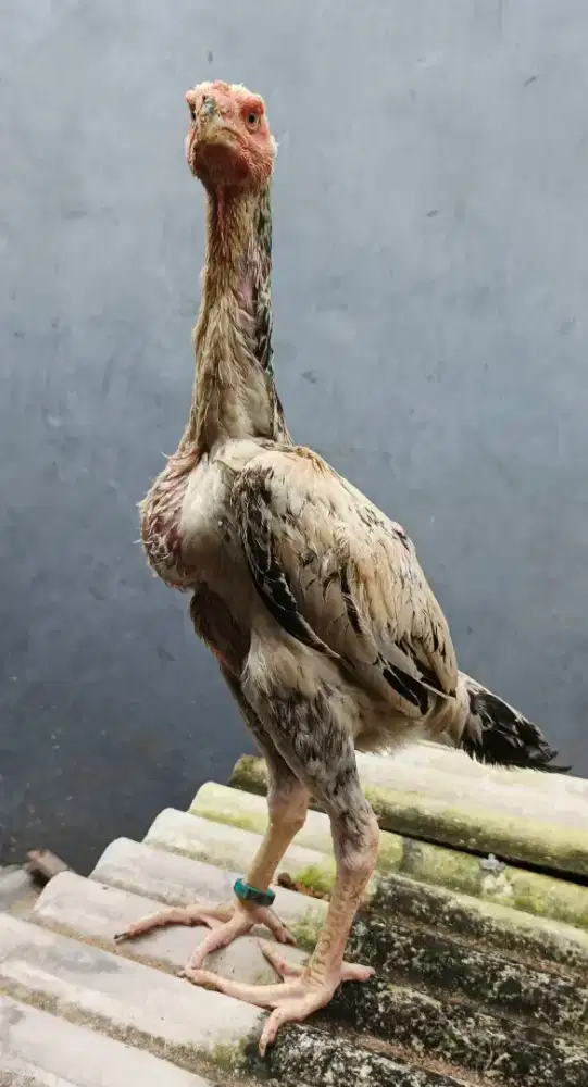 Anakan ayam shamo Eropa 3c orii