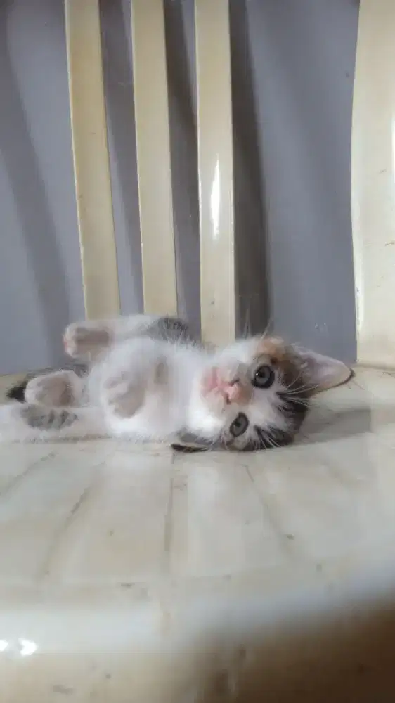 Cari pekerjaan Halal