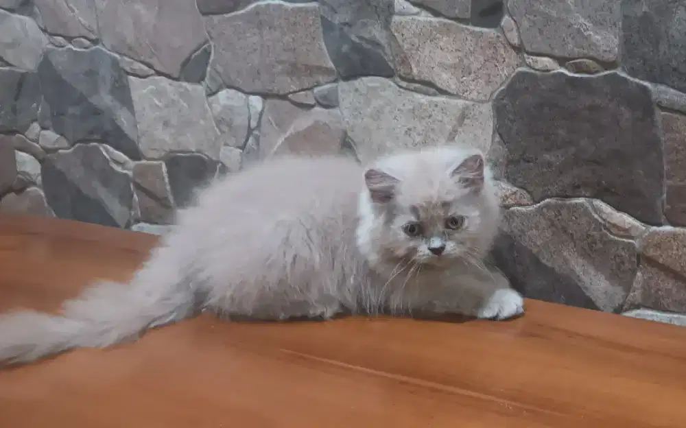 BLH lilac betina 3 bln