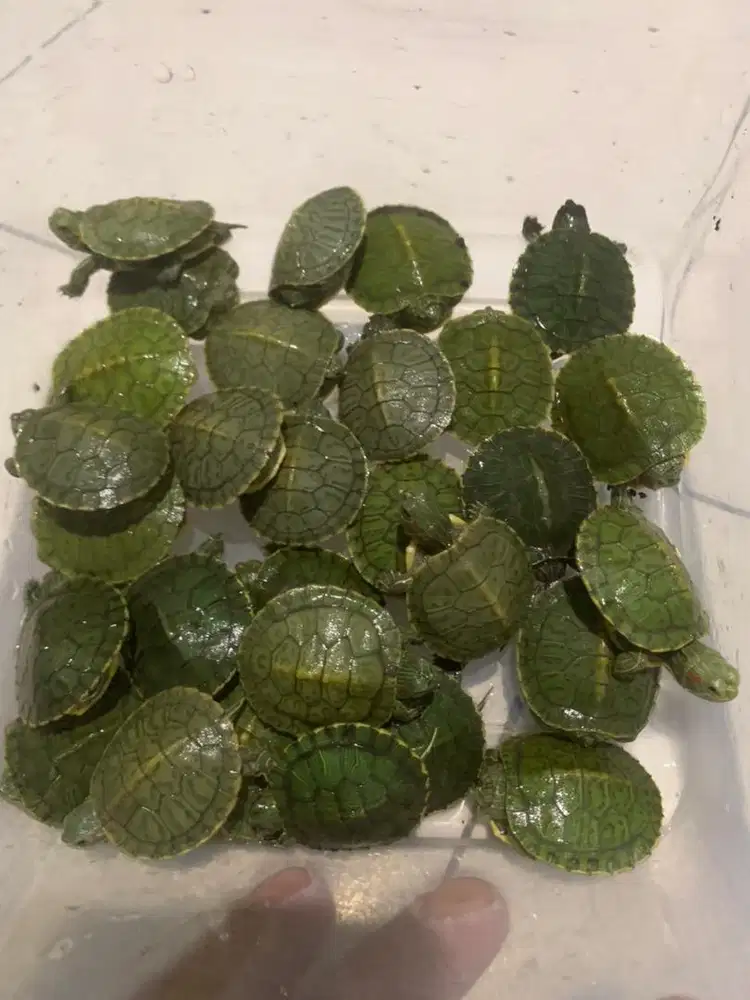 Jual kura kura brazil jogja