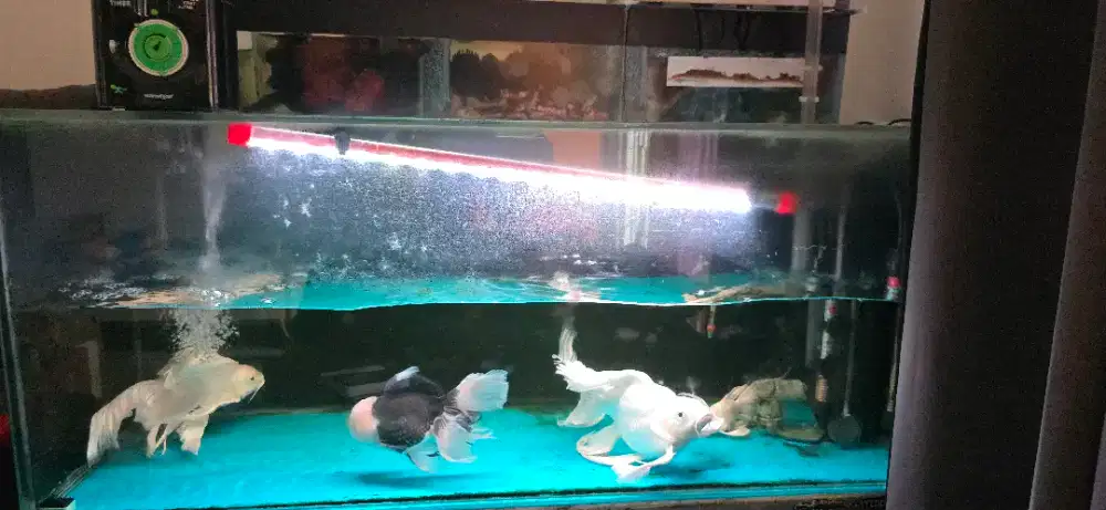 Di Jual Aquarium Set + Ikan