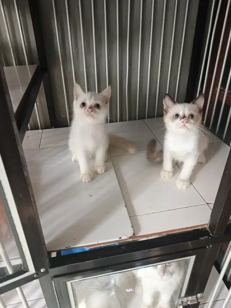 Persia betina 3 bulan