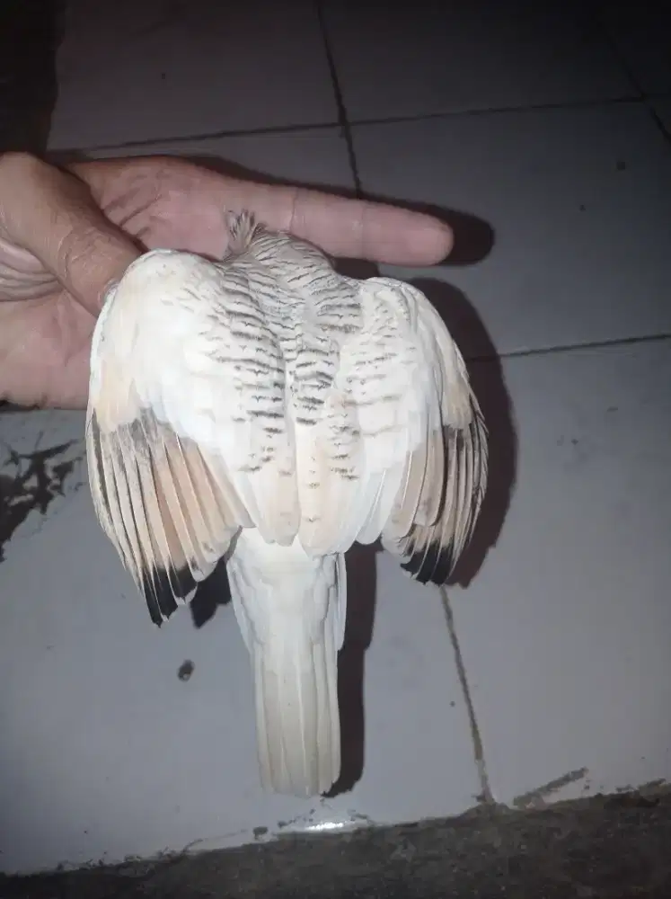 Di jual perkutut golden thailand ori