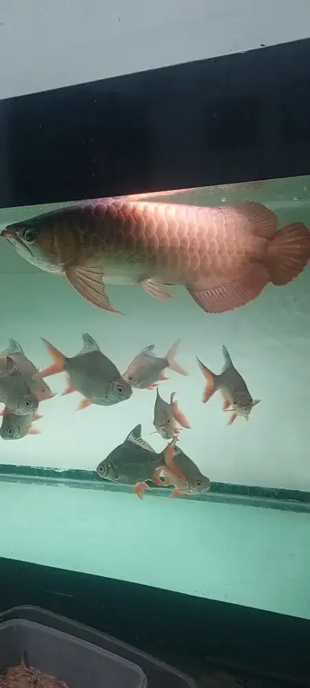 Arwana super red spauk 53cm