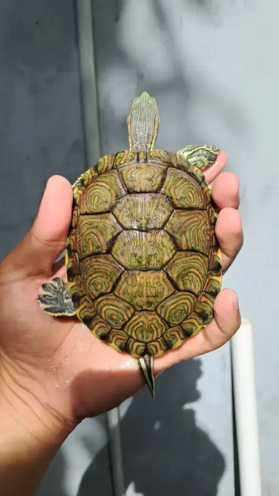 Kura- kura venusta slider bukan brazil atau RES