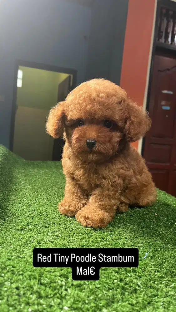 Red Toy Poodle Stambum Puppies