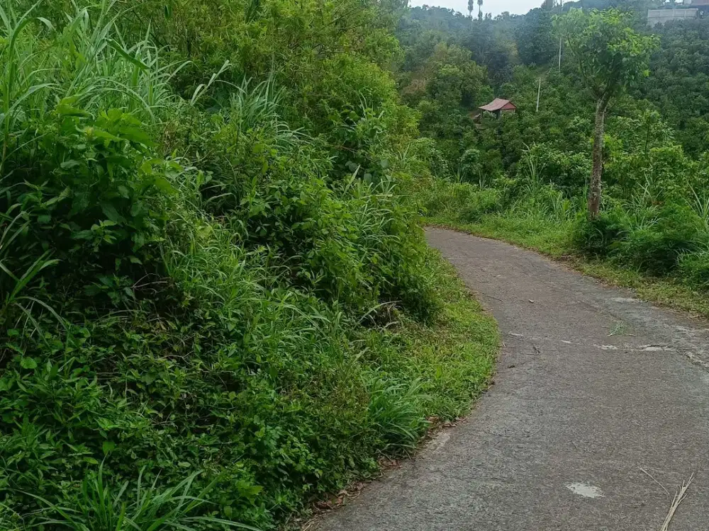 DIJUAL 1 BIDANG TANAH DENGAN TOTAL LUAS 19660 m2 - BANGLI