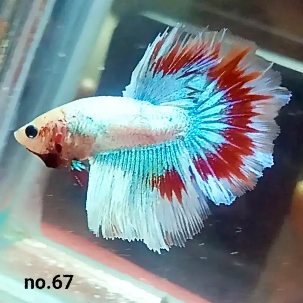 Ikan Cupang Hias Koleksi Pribadi Berbagai Jenis Real Pict